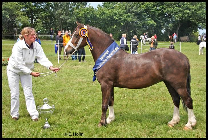 Welsh Pony af Cob-type (sec C) Fjordglimts Miss Gabrysia - Hel søster,  Fjordglimts Miss Georgina  billede 10