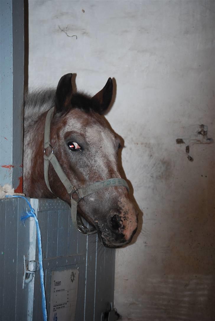 Anden særlig race Tøsen RIP. - Tølle i boxen igen d; hehe »foto:maria*mig« billede 5