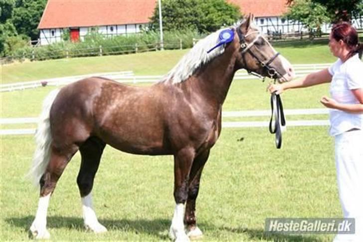 Welsh Pony af Cob-type (sec C) Fjordglimts Miss Gabrysia - Hel Bror, Fjordglimts Mr. Gipson billede 11