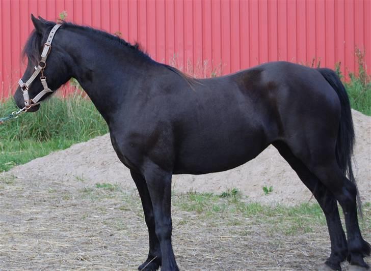 Welsh Pony af Cob-type (sec C) Fjordglimts Miss Gabrysia - sådan så hun ud da jeg købte hende billede 12