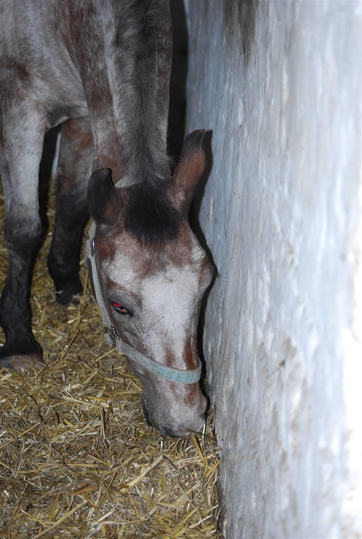 Anden særlig race Tøsen RIP. - Spiser xB< »foto:maria*mig« billede 6