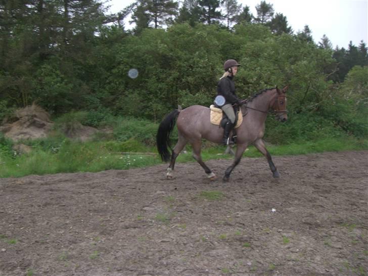 Welsh Pony (sec B) LL Merringgårds Sir Jacob - træning billede 14