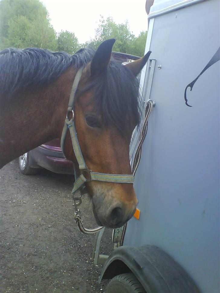 Welsh Pony (sec B) LL Merringgårds Sir Jacob - smukk jacob;) billede 17