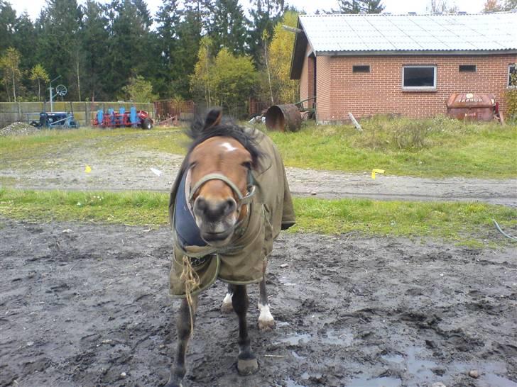Welsh Pony (sec B) LL Merringgårds Sir Jacob - haha så bliver der rystet billede 18