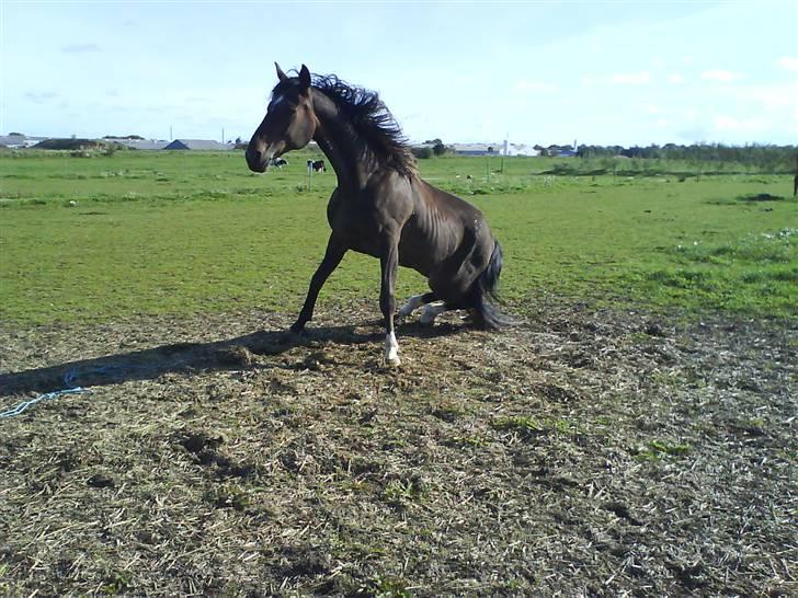 Traver Morassi (S) *Bortgivet til min veninde Karina* - Aah, dejligt med en triller!! billede 15