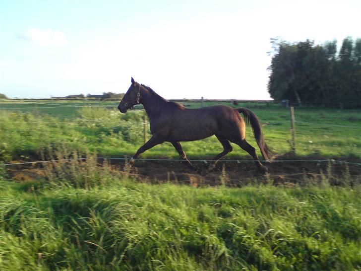 Traver Morassi (S) *Bortgivet til min veninde Karina* - En tur i sandkassen hos naboen!! billede 16