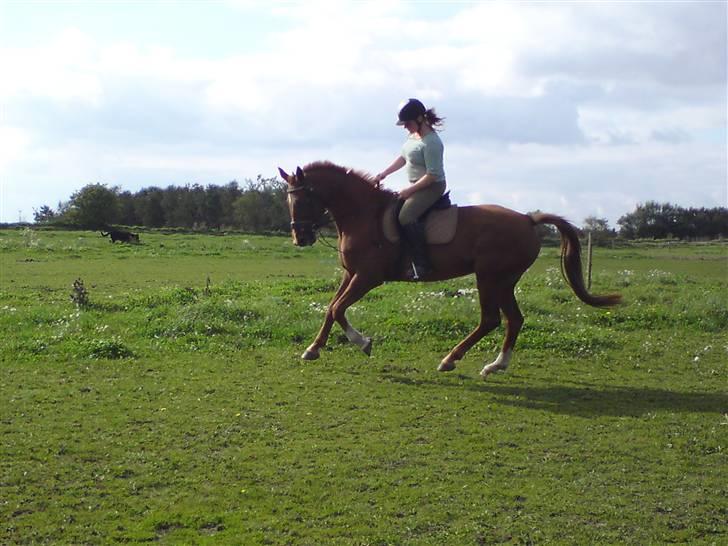 Dansk Varmblod Bella *Bortgivet til min søs!!* - Joh, hun kan sgu også med mig!! billede 14