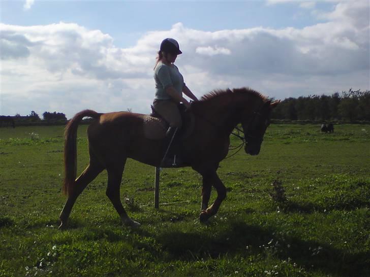 Dansk Varmblod Bella *Bortgivet til min søs!!* - Over-skønne krikke!! Hehe!! billede 15