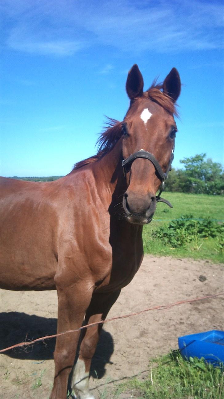 Dansk Varmblod Bella *Bortgivet til min søs!!* - Hej hej, synes Bella at sige!! billede 16