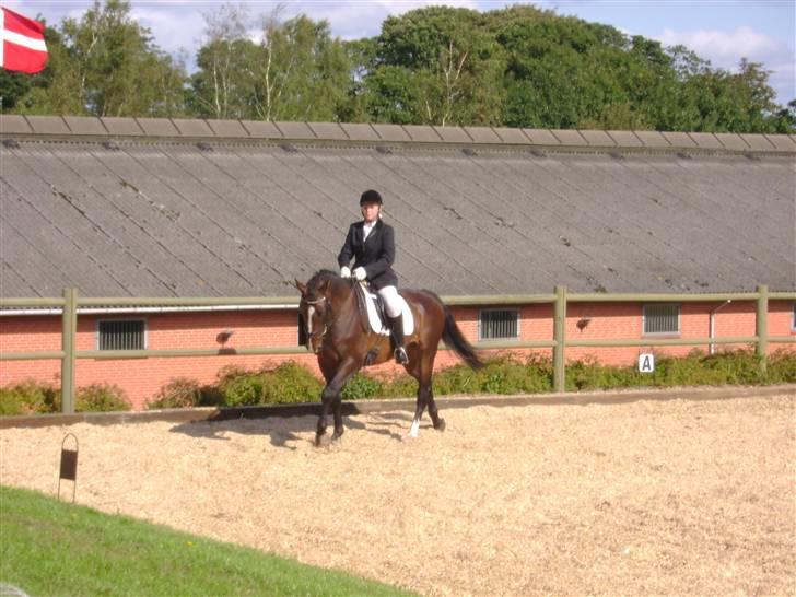 Dansk Varmblod Chervi´s Castellano låne billede 17