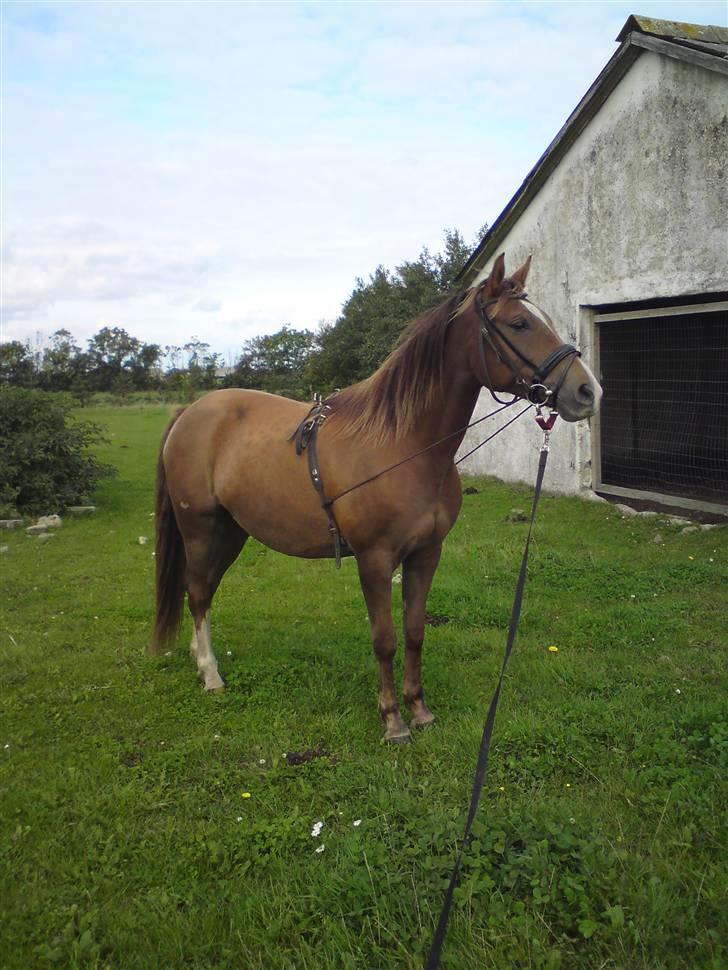 Anden særlig race Kiaya - Lidt longering tager man heller ikke skade af!! billede 10