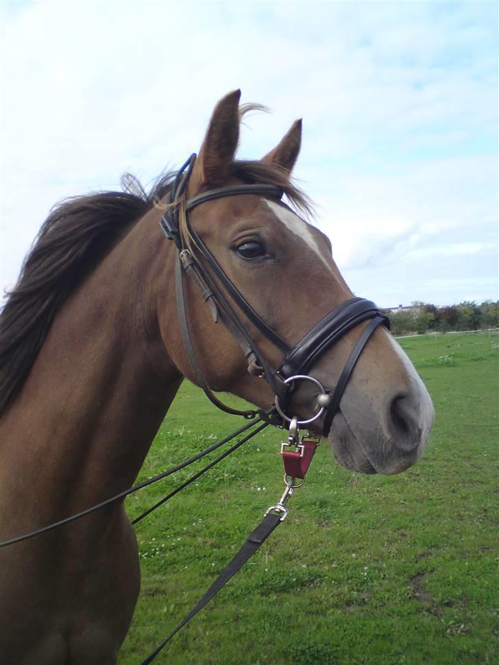 Anden særlig race Kiaya - Hvad siger man til sådan et fjæs?? billede 11