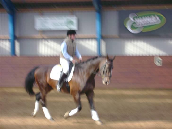 Dansk Varmblod Chervi´s Castellano låne billede 18