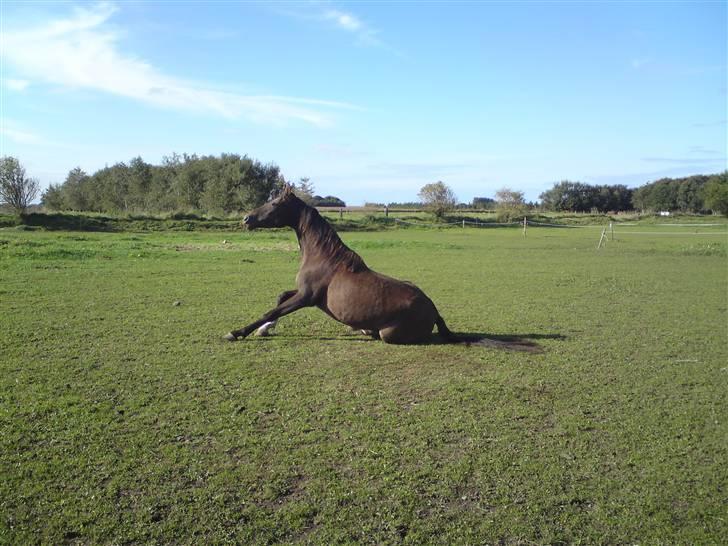 Anden særlig race Agapi - Skønt med en trille tur!! billede 9