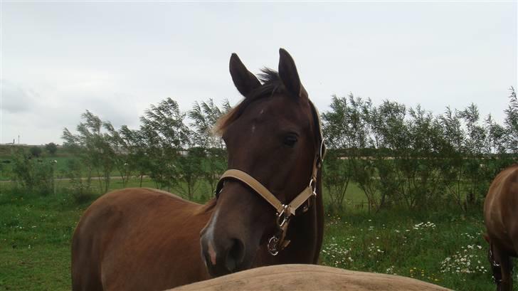 Anden særlig race Agapi - Hej Hej!! billede 10