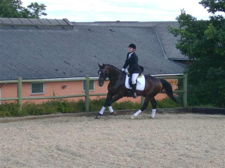 Dansk Varmblod Chervi´s Castellano låne billede 19