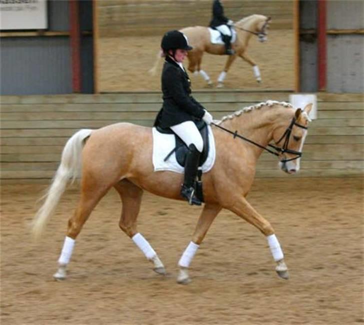 Palomino Monza's Touche' - Stævne i LSR. Vores første LB1 :) Fotograf: Joan Kvolbæk billede 1