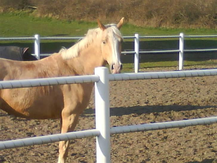 Palomino Monza's Touche' - Fotograf: mig selv billede 2