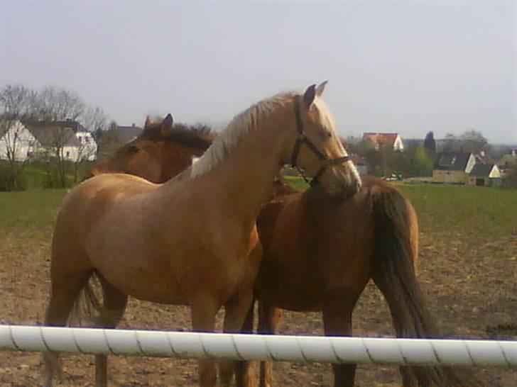 Palomino Monza's Touche' - "Min gode ven Kalidor" Fotograf: mig selv billede 5