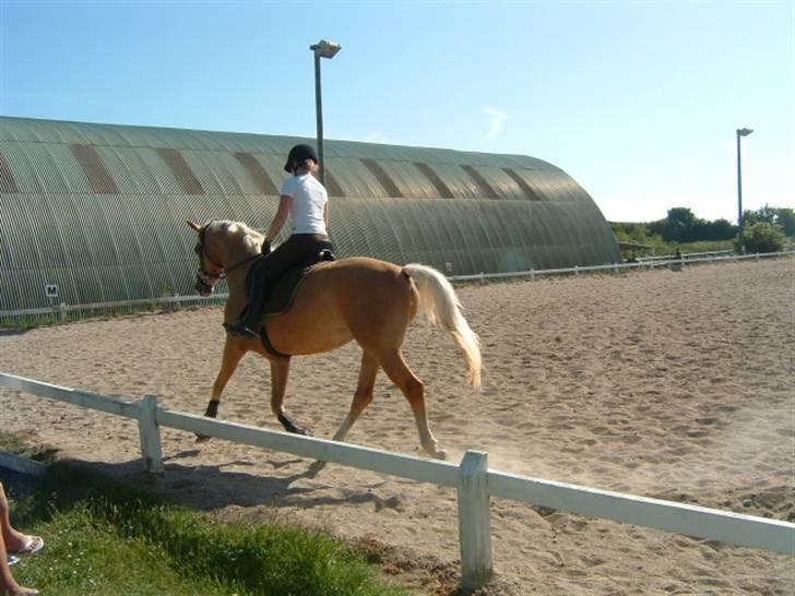 Palomino Monza's Touche' - Undervisningstime ved Lotte.. Fotograf: Henning billede 6