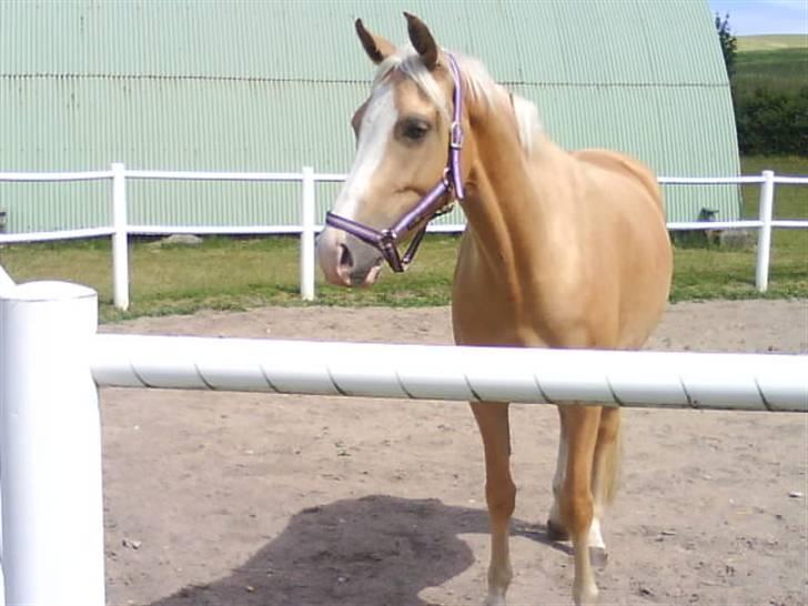 Palomino Monza's Touche' - Ude i padokken.. Fotograf: mig selv billede 12