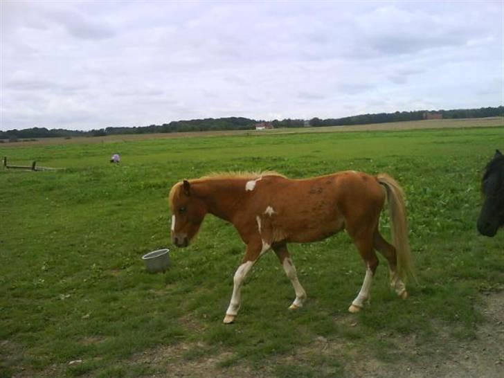 Dartmoor  Kvik Star  - Mig  billede 2