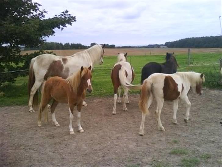 Dartmoor  Kvik Star  billede 4