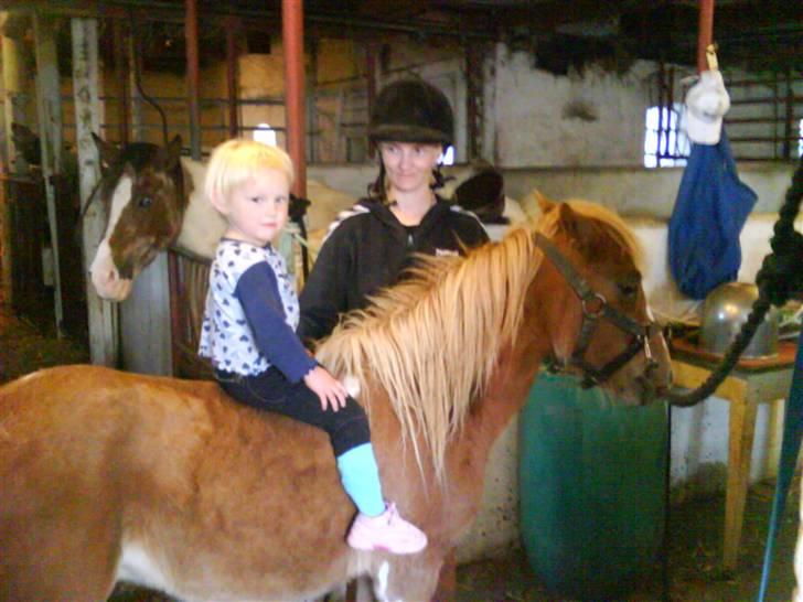 Dartmoor  Kvik Star  - Mig og min ejer Julie på ryggen billede 6