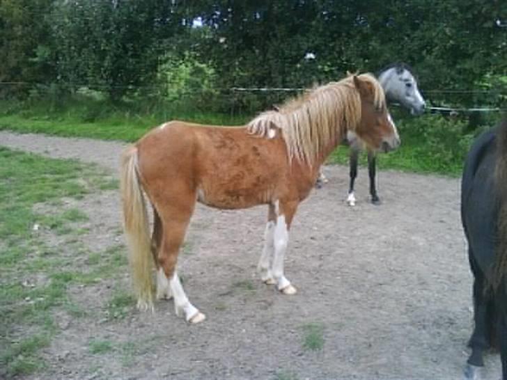 Dartmoor  Kvik Star  billede 7