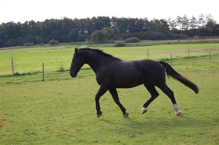 Oldenborg Donny af ravnsøgaard billede 1