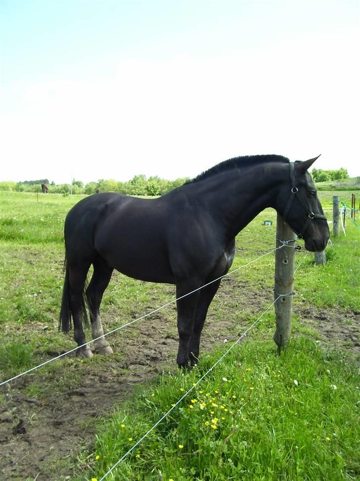 Oldenborg Donny af ravnsøgaard billede 2