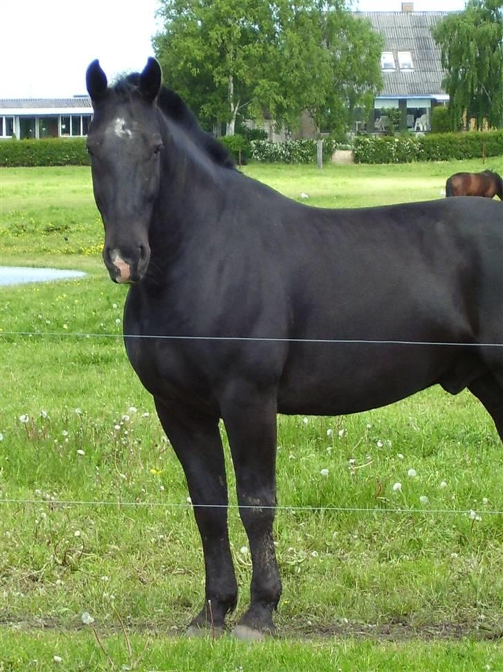 Oldenborg Donny af ravnsøgaard billede 3