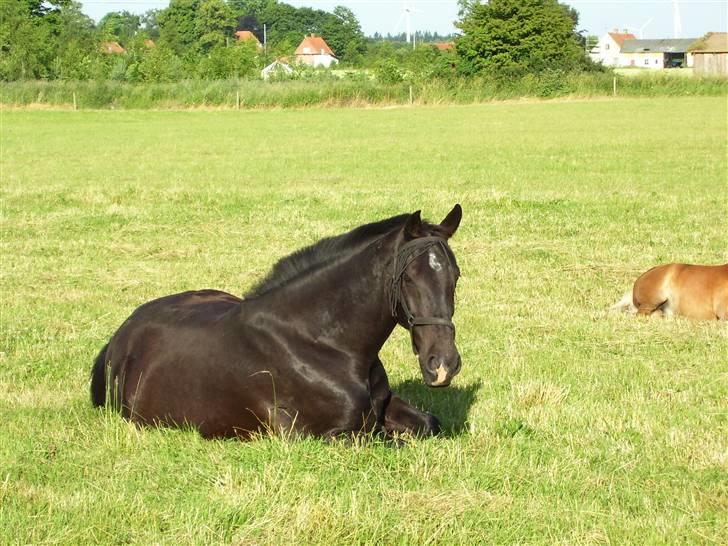 Oldenborg Donny af ravnsøgaard billede 4