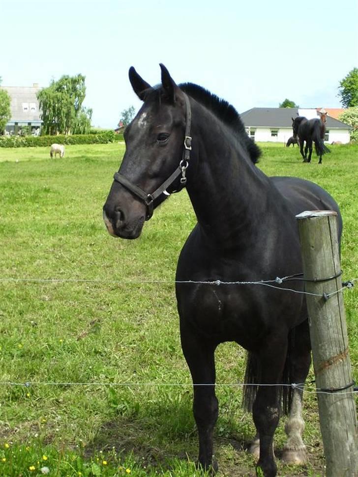 Oldenborg Donny af ravnsøgaard billede 5