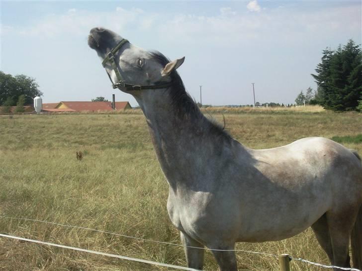 Anden særlig race El Casso billede 13