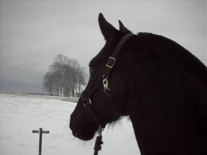 Oldenborg Donny af ravnsøgaard billede 6