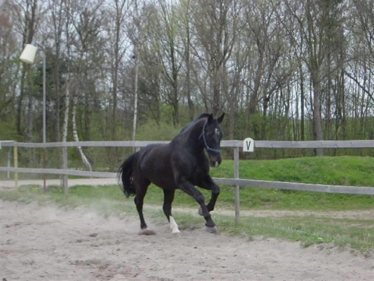 Oldenborg Donny af ravnsøgaard billede 7