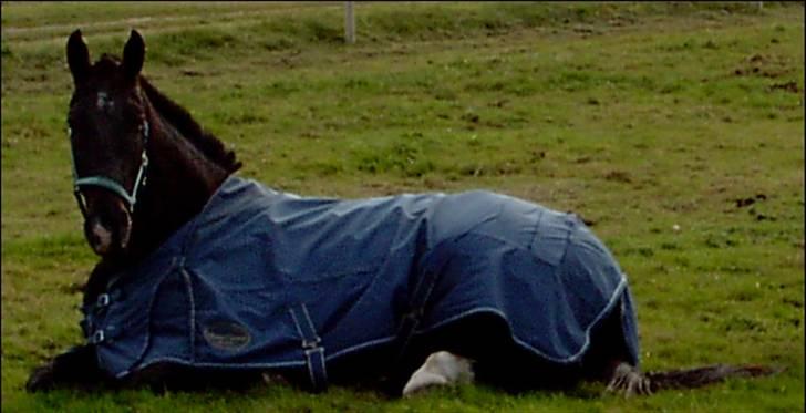 Oldenborg Donny af ravnsøgaard billede 8