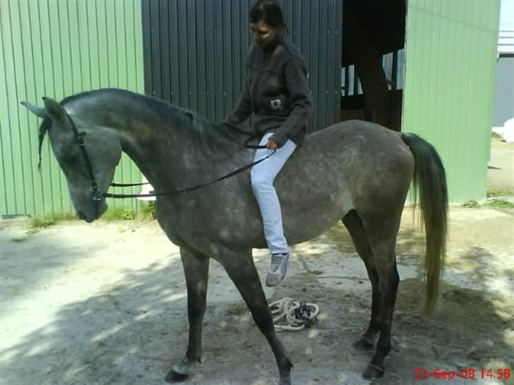 Arabisk fuldblod (OX) El. Yasoon of Tas OX billede 11