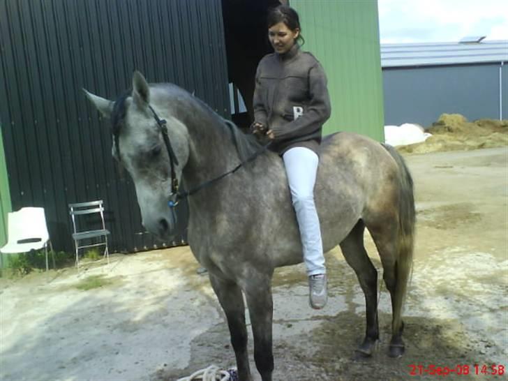 Arabisk fuldblod (OX) El. Yasoon of Tas OX billede 12