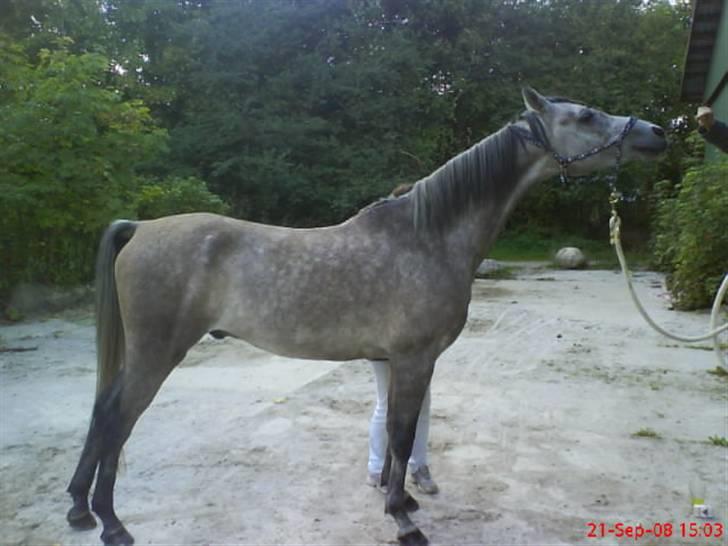 Arabisk fuldblod (OX) El. Yasoon of Tas OX billede 13