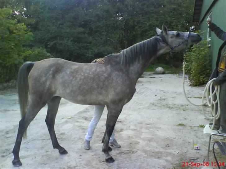 Arabisk fuldblod (OX) El. Yasoon of Tas OX billede 14