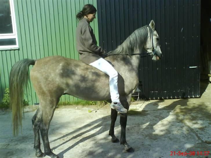 Arabisk fuldblod (OX) El. Yasoon of Tas OX billede 15