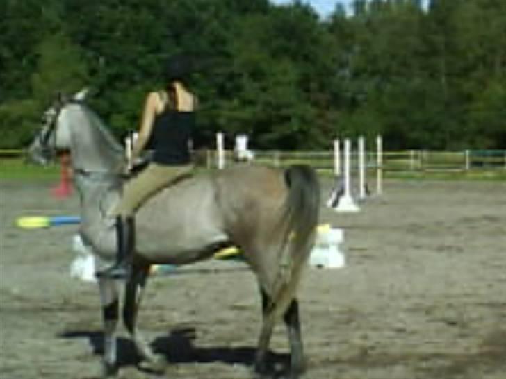 Arabisk fuldblod (OX) El. Yasoon of Tas OX billede 16