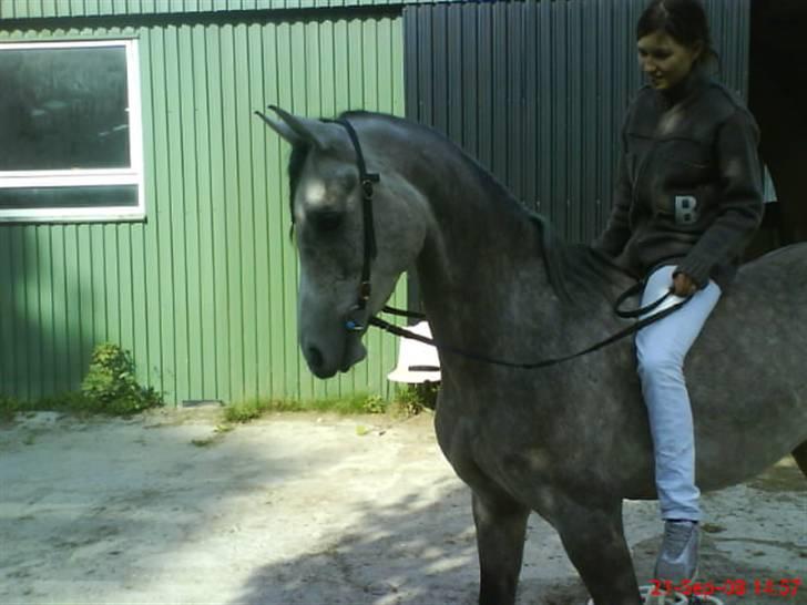 Arabisk fuldblod (OX) El. Yasoon of Tas OX billede 17