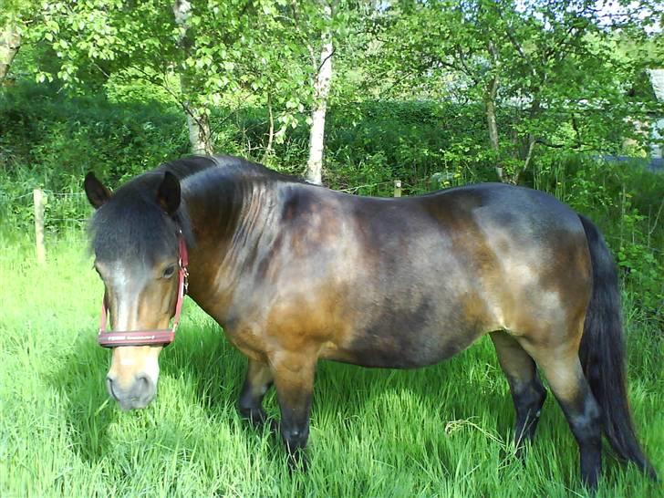 New Forest • Shila • - Lidt falmet af solen :o)  billede 10
