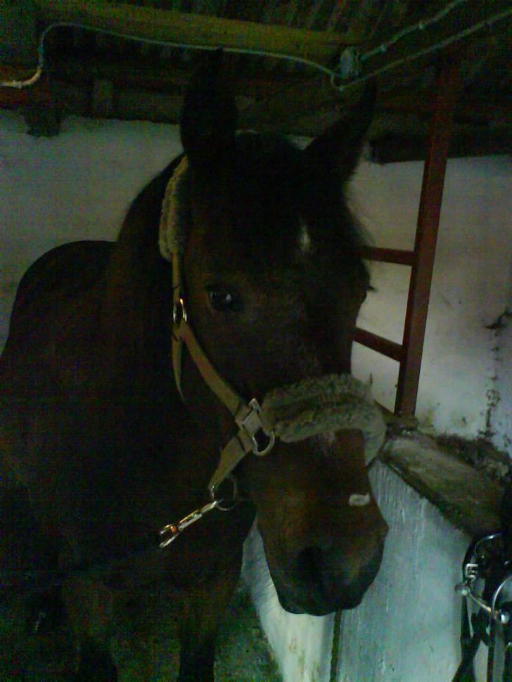 New Forest • Shila • - Shila Den. 20.09.08 billede 12