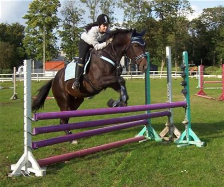 Fuldblod (XX) Erling - Vi sprang en vifte :D Men han rev ned fordi han ikke kunne finde ud af afstanden :/ billede 11