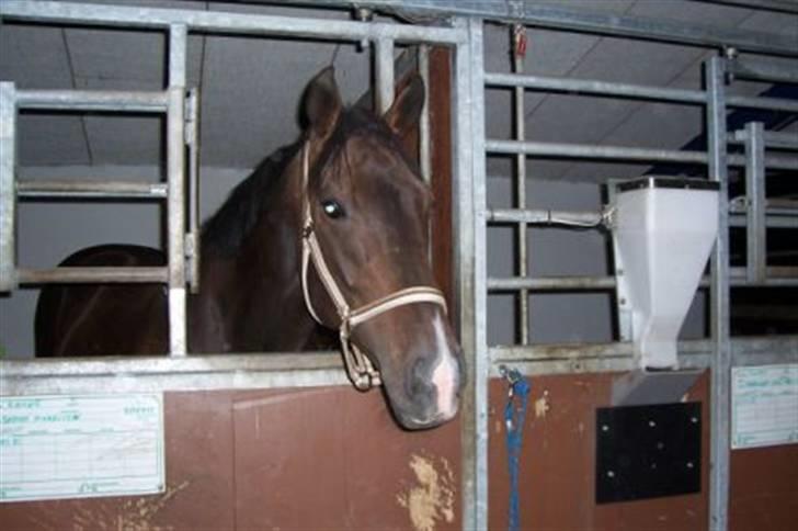 Fuldblod (XX) Erling - Erling i boksen C: billede 13