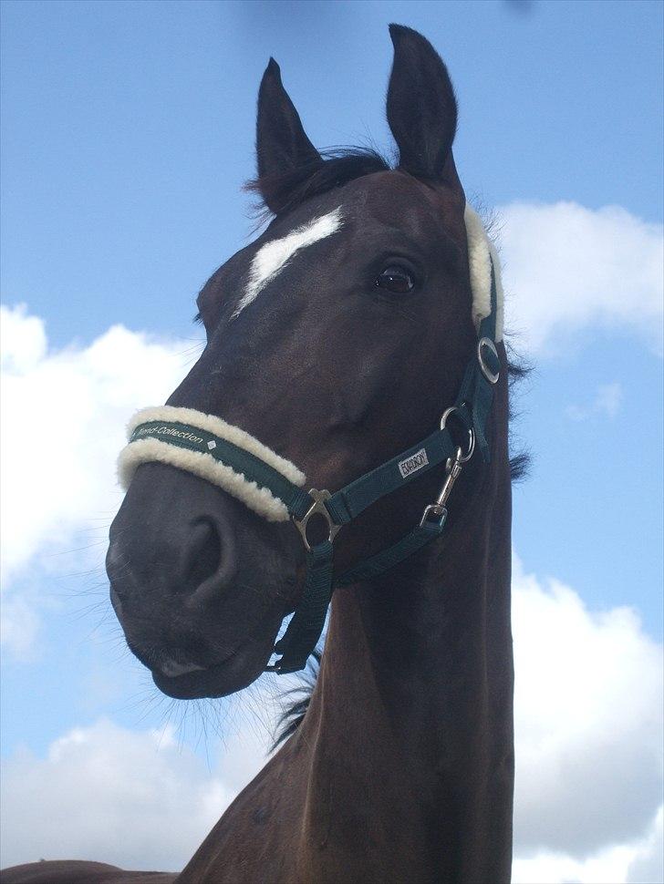 Oldenborg Kyllingegårdens Bubber - Smukke Bubber billede 14
